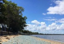 Hàng trăm nghìn sứa xanh mắc cạn ở Australia