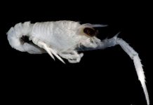 Vẫn còn nhiều sinh vật dưới biển sâu mà ta chưa biết