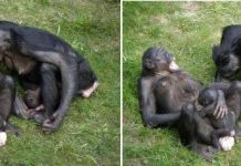 Lý giải hiệu ứng ngáp dây chuyền ở động vật