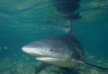 Loài cá mập có hàm khỏe nhất