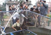 Cận cảnh chăm sóc Rùa trong bể nhân tạo Cận cảnh chăm sóc Rùa trong bể nhân tạo