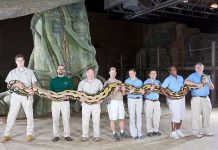 Con trăn dài nhất thế giới qua đời