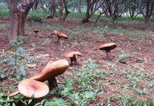 Nấm khổng lồ xuất hiện hàng loạt ở Huế