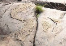 Phát hiện phiến đá nổi lên hình ảnh về bản đồ Việt Nam