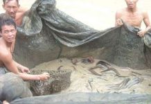 Nhân nuôi thành công cá trê suối Phú Quốc