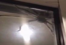 Nhện thợ săn to bằng chiếc đĩa khiến gia đình Australia sợ hãi