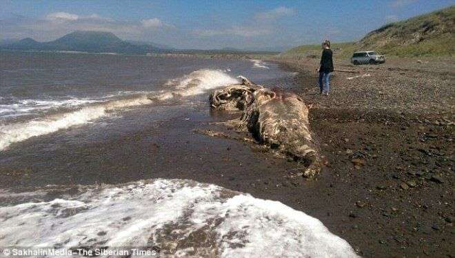 Xác loài sinh vật khổng lồ trôi dạt vào bờ biển Nga