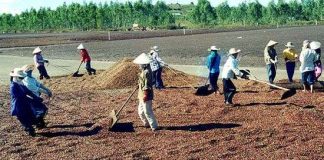 Nông dân tự sản xuất phân vi sinh từ vỏ hạt cà phê