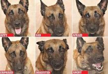 Nhìn mặt chó đoán tâm trạng Nhìn mặt chó đoán tâm trạng