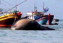 Cá voi nặng 10 tấn trôi dạt vào biển đảo Cồn Cỏ