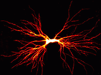 Vì sao người trẻ học dễ hơn?