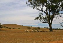 Lý giải hiện tượng cây phát tiếng kêu khi… khát nước Lý giải hiện tượng cây phát tiếng kêu khi... khát nước