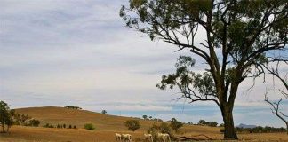 Lý giải hiện tượng cây phát tiếng kêu khi... khát nước