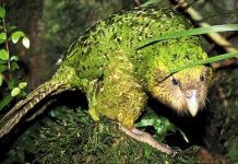 Loài vẹt lãnh cảm, ngờ nghệch với “sex” Loài vẹt lãnh cảm, ngờ nghệch với “sex”