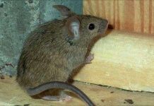 Hiểm họa mới từ chuột nhà châu Âu