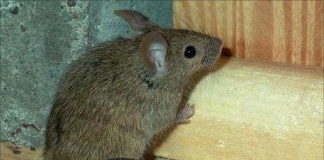 Hiểm họa mới từ chuột nhà châu Âu