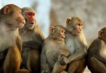 40 sự thật đầy thú vị về loài khỉ mà bạn chưa biết