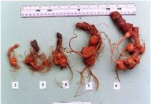 Trồng sâm Ngọc Linh trong... 20 ngày