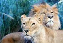 Sư tử sexy ở bờm