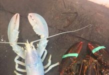 Tôm hùm thoát chết vì có màu trắng ngọc