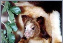 Gấu túi thơm (Dendrolagus)