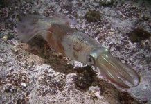 Cách “vụng trộm” của loài mực Cách "vụng trộm" của loài mực