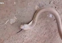 Giải cứu rắn hổ mang bị rắn giun mù chui vào mũi