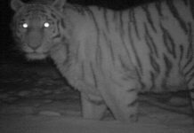 Tại sao mắt động vật lại sáng rực dưới ánh đèn?