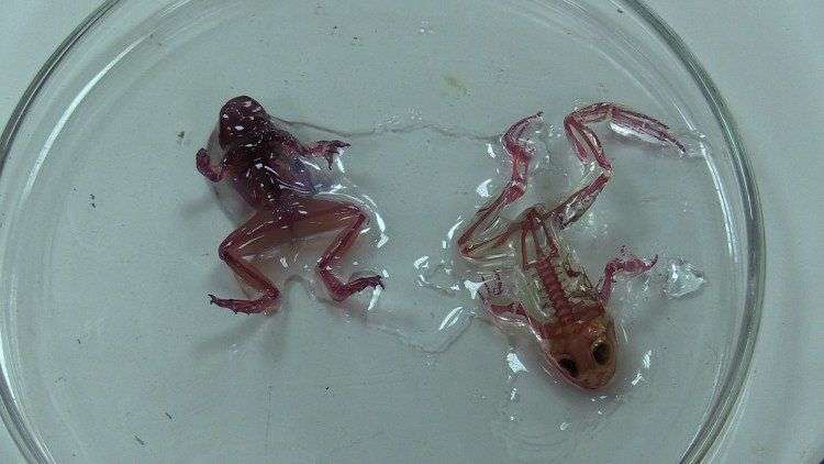 Nếu không bảo vệ môi trường, chả mấy mà các loài sinh vật đều “đột biến” như này