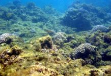 Đổ sắt xuống đại dương để "chôn" khí thải carbon