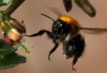 Thuốc trừ sâu thế hệ mới thân thiện với loài ong