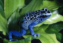 6 loài động vật nhỏ bé nhưng nguy hiểm nhất 6 loài động vật nhỏ bé nhưng nguy hiểm nhất