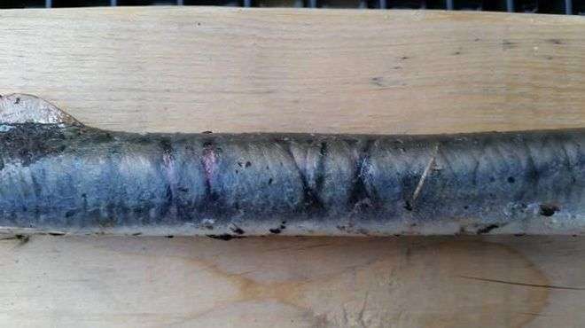 Cận cảnh loài cá bí ẩn rơi xuống Alaska