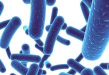 Điểm danh những loại vi khuẩn cực có lợi cho con người