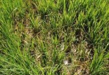 Hơn 20.000ha diện tích lúa bị bệnh lùn sọc đen