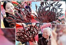 Linh chi nhung hươu nghìn năm ở Trung Quốc Linh chi nhung hươu nghìn năm ở Trung Quốc