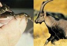 Tái sinh các loài vật tuyệt chủng