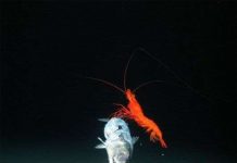 Sinh vật khác thường dưới biển ở rãnh New Hebrides Sinh vật khác thường dưới biển ở rãnh New Hebrides