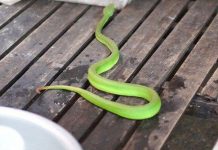 Rắn lục đuôi đỏ nguy hiểm đến mức độ nào?