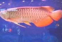 Việt Nam từng tồn tại loài cá rồng quý hiếm?