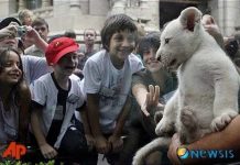 Nhóc sư tử trắng đầu tiên ở Nam Mỹ