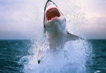 Chuyện chưa biết về "quái vật trắng" ở đại dương