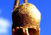 Các loài thực vật có hình dáng hài hước đến đáng sợ