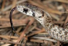 Sự thật về tác dụng chiếc lưỡi thò thụt của loài rắn