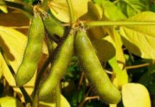 Siêu đậu tương sống không cần nhiều nước