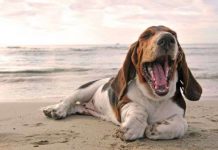 Chó ngáp theo chủ Chó ngáp theo chủ