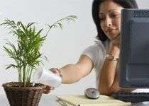 Trồng cây trong phòng giúp nhân viên thoải mái hơn