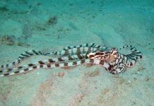 Bắt được bạch tuộc biến hình ở vịnh Thái Lan