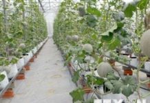 Việt Nam sẽ có 10 khu nông nghiệp ứng dụng công nghệ cao năm 2020