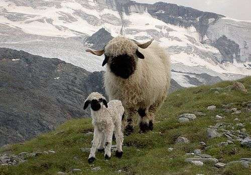 Cừu mũi đen quý hiếm ở Thụy Sĩ